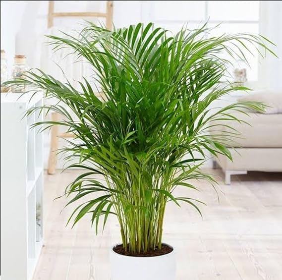 AnjaliPlants Foundation Primium Quality Areca Palm Plant for Elegant Room and Garden Decoration Home Indoor/Outdoor Areca Palm Tree Without Pot for (2 Feet) live plant.-image-31