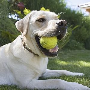 Teloon Pet Dog Playing Balls25 Inch Interactive Dog Tennis Ballspet Safe Dog Ball Dog Tennis Balls for Exercise  Training12 Countmesh Carry Bag petblue4pcs  Cucciolini Doodles Teloon pet dog playing balls2 5 inch interactive dog tennis ballspet safe dog ball dog tennis balls for exercise  training12 count mesh carry bag pet blue 4pcs   cucciolini doodles