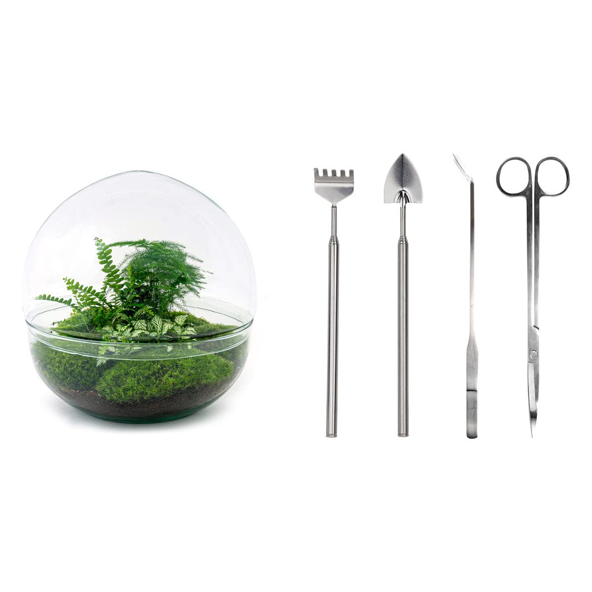 Terrarium do roślin • Drop XL Ficus żeń-szenia bonsai • plan ekosystemu • ↑ 37 cm – kompletny zestaw terrarium – terrarium roślin – miejski | terrarium + grabienie + łopatka + pęseta + nożyczki
