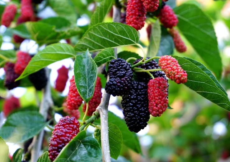 mulberry fruit plant (B0C5F2346L) Amazon Price History, Amazon Price Tracker