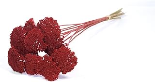FloristryWarehouse Dried Bunch Dyed Achillea Parker or Yarrow 60cm/24 Inches Deep Red