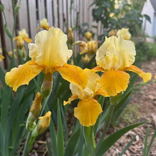 Comprar bulbos de iris, plantas de jardín Bulbos de iris, regalos para los amantes de la jardinería regalos para jardineros plantas raras plantas exóticas bulbos de floración temprana 9pcs