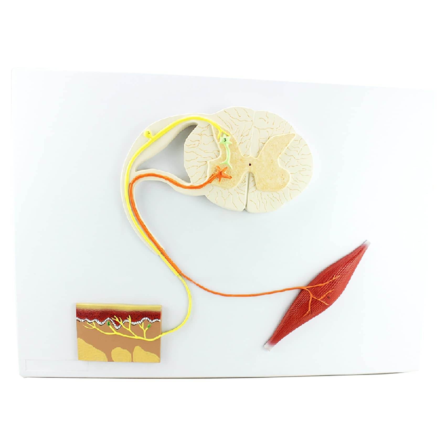 GKPLY Human Organs Anatomy Model, Reflection Arc Conditional Structure Nerve Conduction Nervous System Anatomy Model for Teaching Demonstration