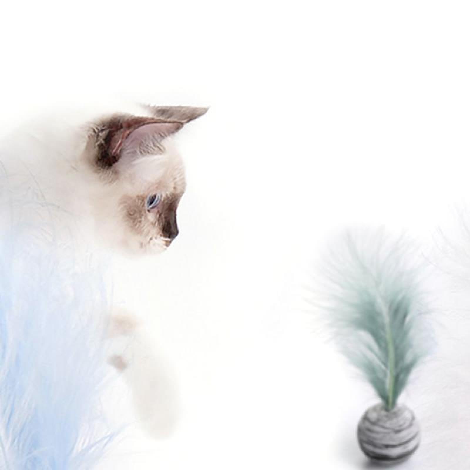 Juguetes para Gatos, Juguetes for Gatos con Forma de Estrella y Plumas Espuma, Juguetes interactivos Peluche, 6 Unidades, Color Azul