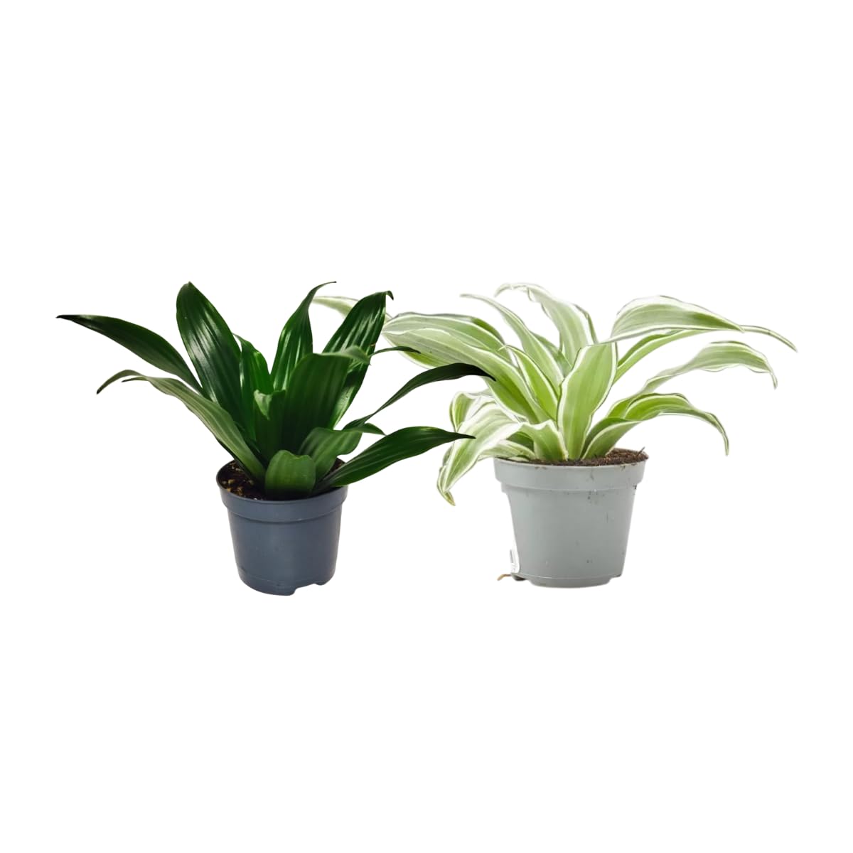 Verdecora Pack de 10 Plantas Naturales en maceta de Ø9cm | Selección Aleatoria de Especies Exóticas y Decorativas | Ideal para Interior y Exterior