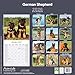German Shepherd 2026 Calendar | Square Wall Calendar | Dog Breed Gift | Plastic Free Packaging | by Avonside Publishing