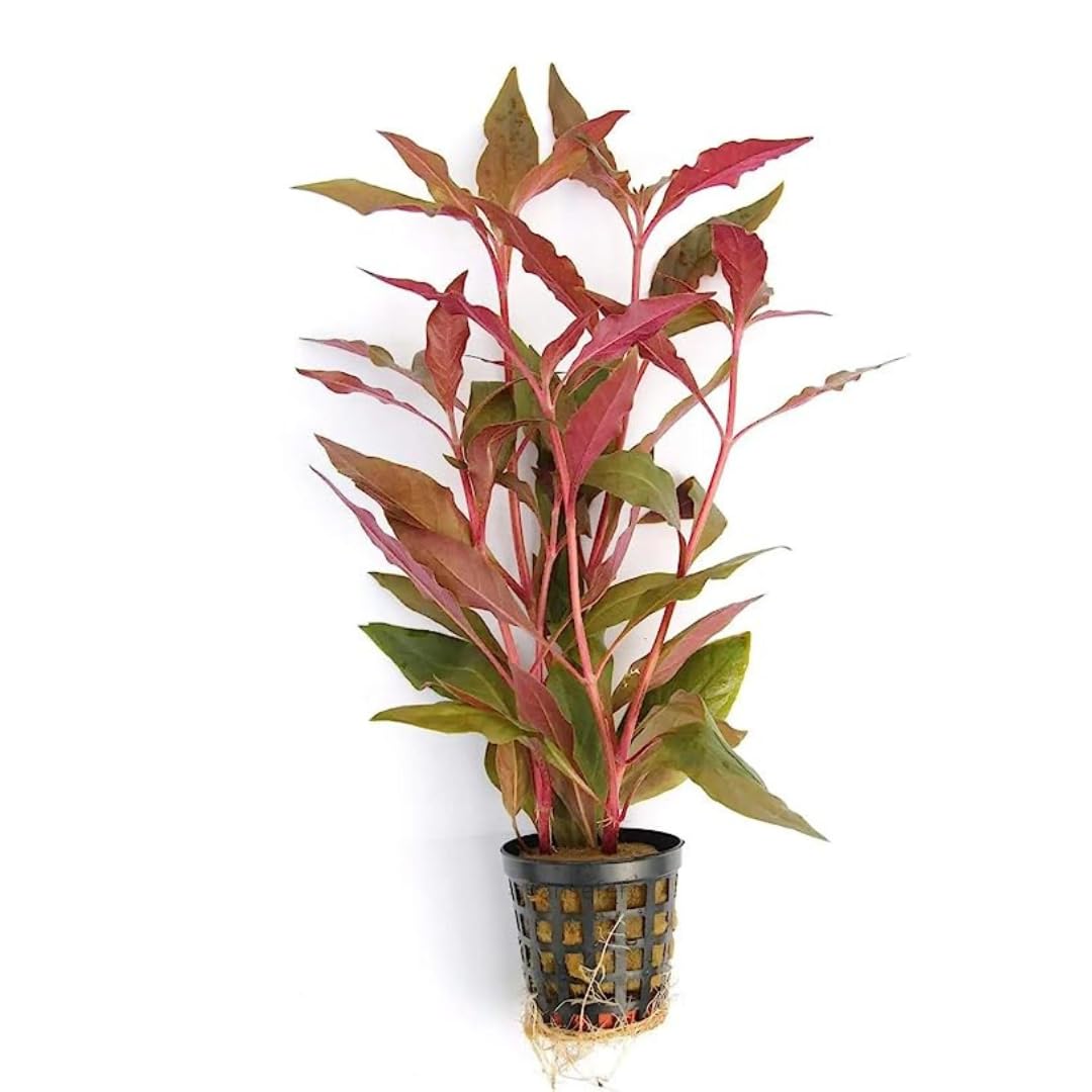 PREMIER PLANTS Telanthera Alternanthera reineckii RED MINT Aquarium LIVE Plants For Aquarium (B0CK5LJ18G) Amazon Price History, Amazon Price Tracker
