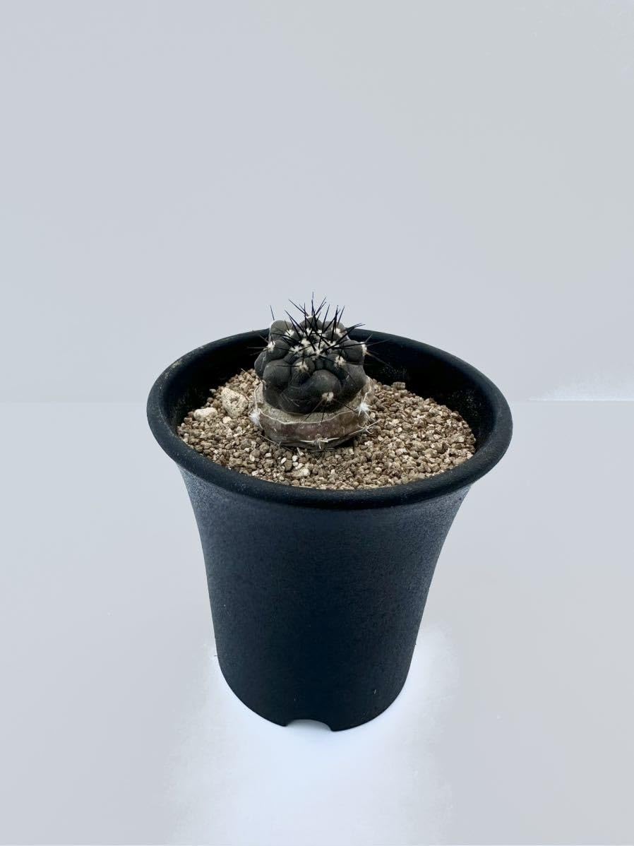 Amazon.co.jp: Copiapoa columna-alba コピアポア コルムナアルバ FN付