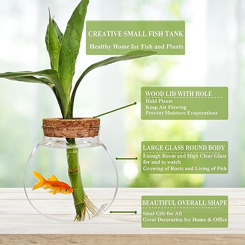 Small Betta Fish Tank Glass Fish Bowls for Betta Fish Goldfish, Aquaponic Fish Tank and Plants Cuttings Planter Terrarium Desktop Decorations Gifts - Thumbnail 5