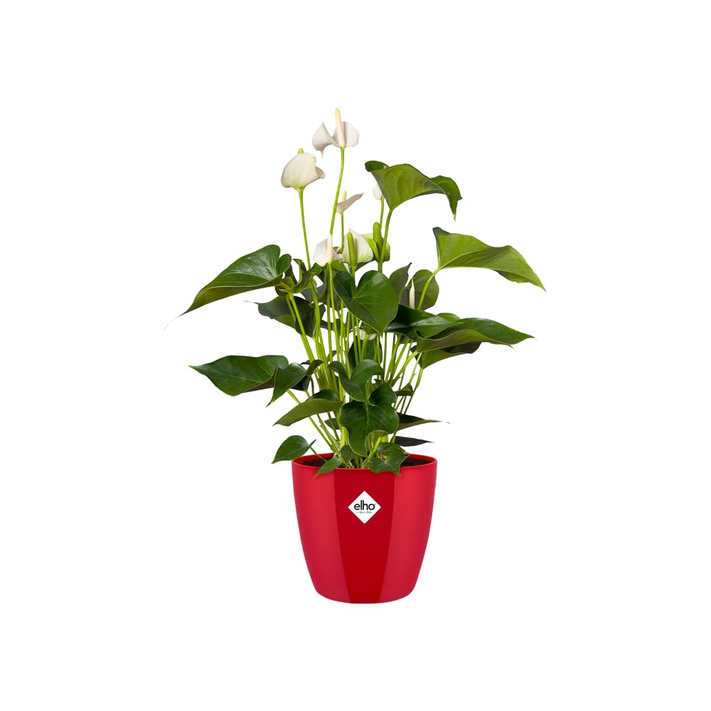 Elho Brussels Diamond Round 18 - Macetero por Interior - Ø 18.1 x H 16.2 cm - Rojo/Lovely Red — view 4