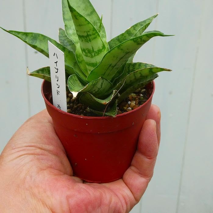 Amazon｜サンスベリア ハイブリッドホーリ 2.5号 観葉植物