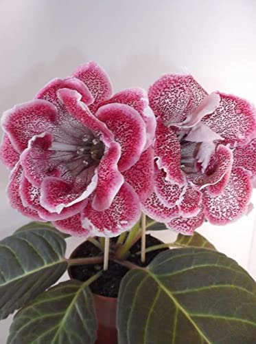 Radha Krishna Agriculture® Gloxinia Double Multicolor Tuber Unique Variety Of Flowers Bulbs | Pack Of 2 Bulbs (B09MQ5ZS3Q) Amazon Price History, Amazon Price Tracker