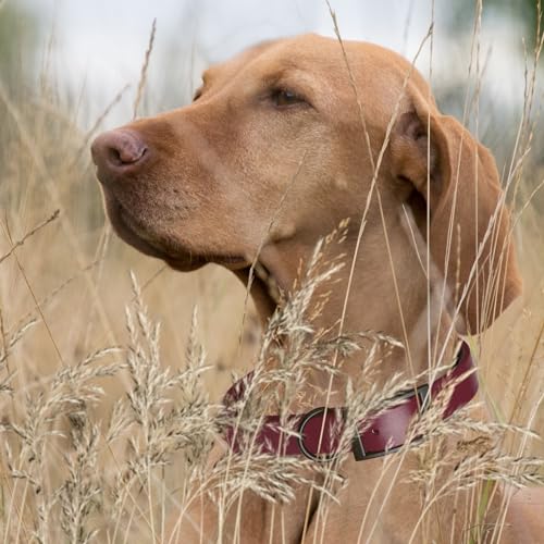 Image of Dogline Biothane Waterproof Dog Collar Strong Coated Nylon Webbing with Black Hardware Odor- Proof for Easy Care Easy to Clean High Performance Fits Small Medium or Large Dogs, Merlot Burgundy