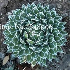 . 100 Pz Bonsai Fiore Agave bonsai, Good Life rari Succulente perenne fioritura Agave Piante da vaso Per la casa della decorazione del giardino: 9: Only Seeds