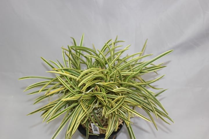 Amazon.co.jp: 東出都（大株立） 富貴蘭 フウラン 長生蘭 山野草 東洋 