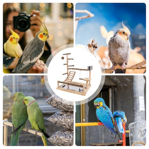Terrain de jeu des perroquets pour stopper l'ennui de l'oiseau - 5