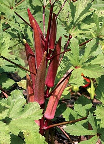 Miniatura 5 de KIRA SEEDS - Seeds Alabama Okra Red - Ladies Fingers Bamia - Vegetal reliquia - Sin OGM