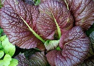 2000 Japanese Red Giant Mustard Seeds for Planting Heirloom Non GMO 4+ Grams Garden Vegetable Bulk Survival Microgreems Mustard Sprouts