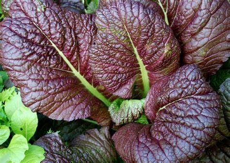 2000 Japanese Red Giant Mustard Seeds for Planting Heirloom Non GMO 4+ Grams Garden Vegetable Bulk Survival Microgreems Mustard Sprouts