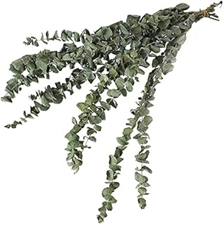 10 Stems Dried Natural Eucalyptus Branches,Natural Eucalyptus Leaves,17" Preserved Fresh Eucalyptus Stems for Home Decor B...
