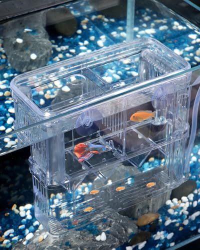 Pawfly Boîte d'élevage d'aquarium en plastique transparent pour aquarium - Incubateur pour bébé - Crevettes - Grande boîte d'isolation pour poissons...