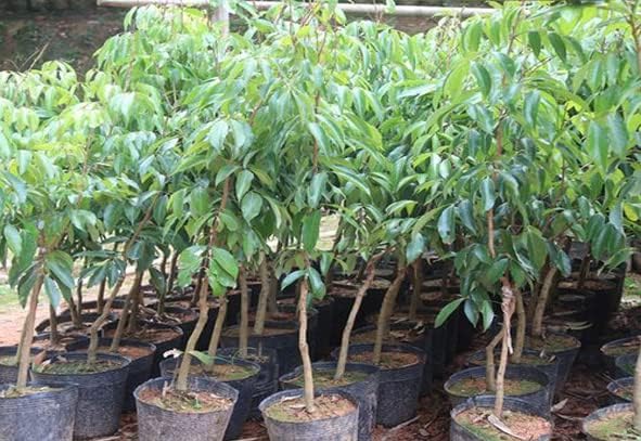See full amazon price history chart for Greenursery Litchi Plant Garden Live Plant Nursery Outdoor Living Plant (Red) Greenursery Litchi Plant Garden Live Plant Nursery Outdoor Living Plant (Red) (B0CRH1BXTM) Amazon Price History, Amazon Price Tracker