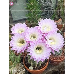 20pcs succulent giant plant from cactus bonsai flowers rare plant flower garden plant in vase family anti -rations 5: only seeds not a live plants