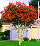 Large Dallas Red Tree Crape Myrtle, Matures 18ft+, Brightest Cherry Red Flower Clusters, Ships 2-4ft...