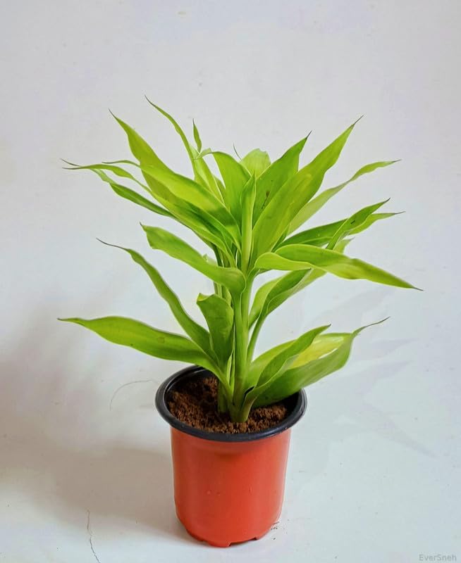 EverSneh Live Golden Draceana Bamboo Plant Holy And Fengsui Golden Bamboo Live Plant With Plastic Pot (B0BLHRB3NL) Amazon Price History, Amazon Price Tracker