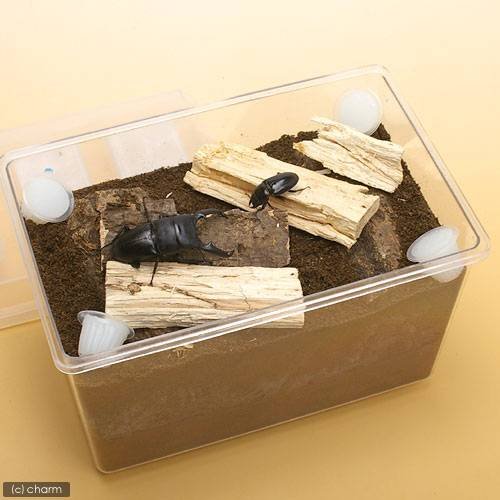 Amazon | ヒラタ ノコギリ産卵セット 説明書付き 昆虫 クワガタ 器具