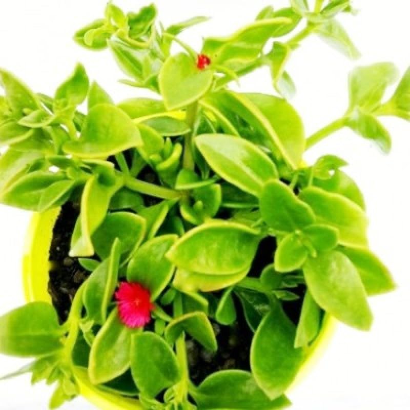 Baby Sunrose Live Plant with Polybag-5 to 10 Cm Hight | Bright Gardens | Pack of 1 10 key word (B0D8FWT5Q5) Amazon Price History, Amazon Price Tracker