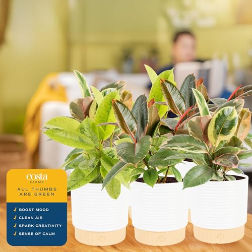 Image of Costa Farms Indoor Live Plants in Decorative Pot, Indoor Houseplant, Perfect for Home, Room, or Office Decor, Great House Warming or Birthday Gift, 12-18 Inches Tall, Pack of 6