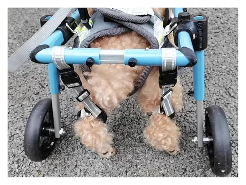 Aide à la mobilité pour chien paralysé : solution fauteuil roulant réglable