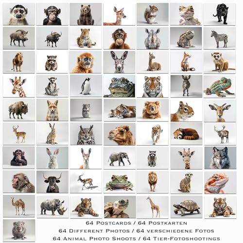 the lazy panda card company 64 Tierpostkarten - Postkarten von Tieren auf isolierten Hintergründen, lenkt die Aufmerksamkeit auf die Tiere