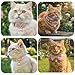 Hpmjz 3Pcs Adorable Cat Collar with Bow, Cute Kitten Collars for Girl Cats Adjustable Pink Cat Bows Breakaway Safety Cats Bowtie Collar Pet Collars with Safety Buckle Soft Necklace with Bowtie for Pet