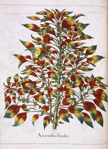 Affiche Artistique Amaranthus Tricolor Besler Décoration Toile Salon 60x90