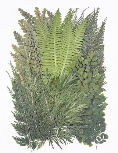 48Pcs Pressed Fern Leaves, Dried Natural Botanical Flowers for Resin Epoxy, Crafts, Jewelry Making, Nail Art, Candle Decoration, Scrapbooking Supplies