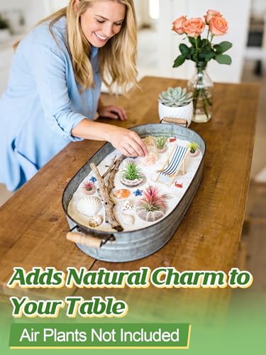 Image of ANPHSIN 5 Pack Mini Sea Urchin Shell Air Plant Holders, 1.4-3.7in, No Plant | Decorative Airplant Pot, Tabletop Air Tillandsia Succulent Display Container for Home Garden Decor Beach Theme Party Favors