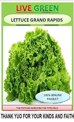 LIVE GREEN Lettuce Yellow Microgreen Salad Leaf Organic Seeds (LG-SSED87) (B07MH9JMJ7) Amazon Price History, Amazon Price Tracker