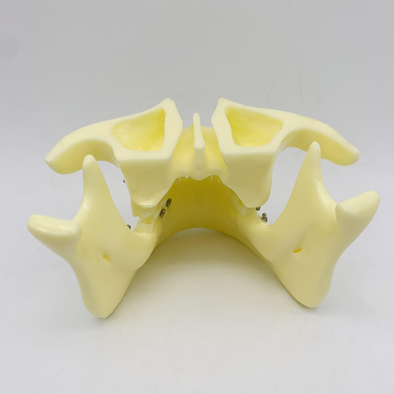 Modello dentale di base per la formazione sull'implantologia, a scopo didattico per studi odontoiatrici e ricerca medica.