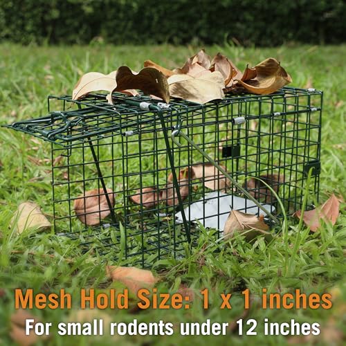 HOMESTEAD Collapsible Live Trap 14in – Small Animal Trap Cage for Red Squirrels, Adult Rats, and Small Weasels with 1″ Mesh Wire - Thumbnail 3