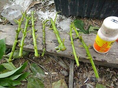 Amazon.com : Avocado Tree Cuttings 5 Scions Fresh Cut Fruit Rare MHWK64 :  Patio, Lawn & Garden