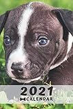  American Staffordshire Terrier Puppy Calendar 2021: Perfect for Notes and Planning, Monthly and Weekly (2021 Planner, Diary)