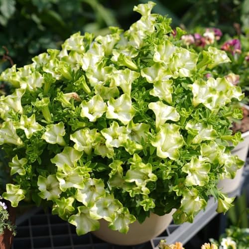 semi di petunia appesi copertura del terreno, perenne di petunia petunia Balcone, resistenti resistenti per il giardino 900pcs