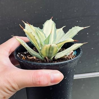 アガベ　ハイブリッド　象牙妖炎×楊貴妃　超希少　① ⚡️Agave hybrid⚡️ 楊貴妃×象牙妖炎 投稿1枚目親株の母、父
