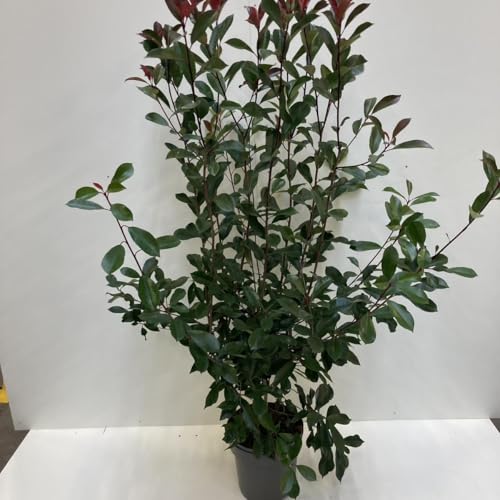 Glanzmispel Photinia fraseri ‚Red Robin‘ 120140 cm Immergrüne Pflanze