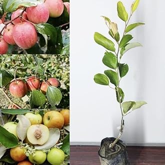 Thai Grafted Kashmiri Red Apple Ber Plant Grafted Red Apple Ber Thailand variety - Next Year You Get Fruits (Height 1 FT)