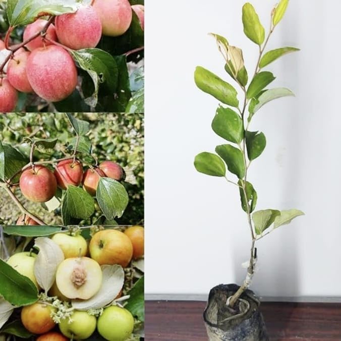 Golden Bloom Thai Grafted Kashmiri Red Apple Ber Plant Grafted Red Apple Ber Thailand variety - Next Year You Get Fruits (Height 1 FT)