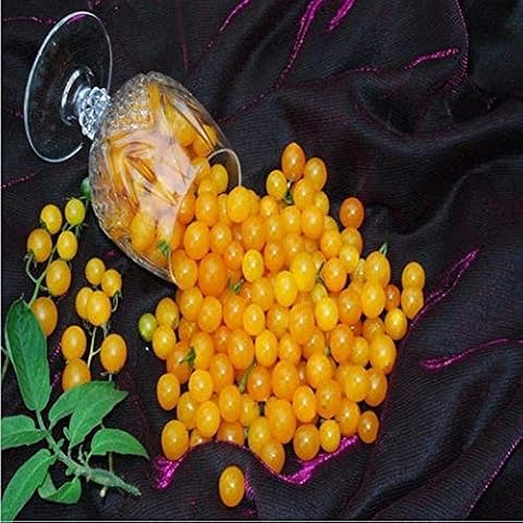 Petite Yellow Currant Tomato Seeds - 25 Seeds Cover