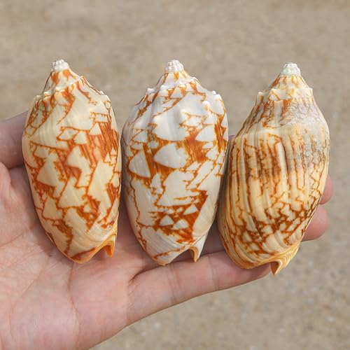Conchas marinas naturales seleccionadas de 6-7 cm para coleccionismo y diseño 5